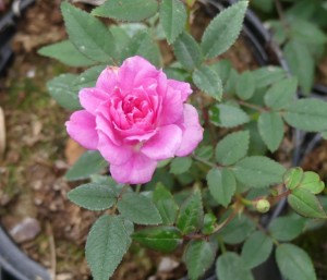 BAMBINO (miniature)